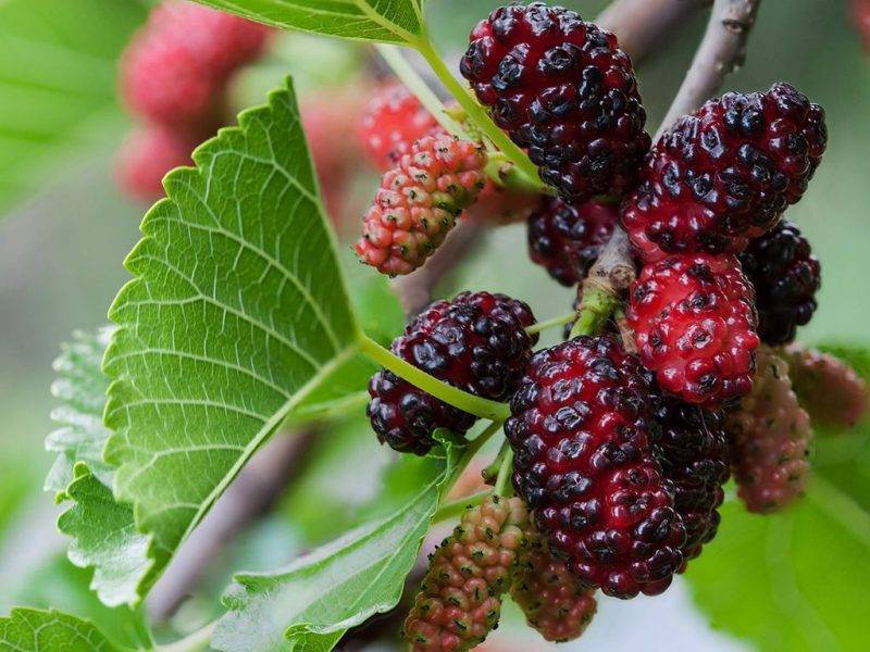 Шелковица купить саженцы из питомнике в Боровичах