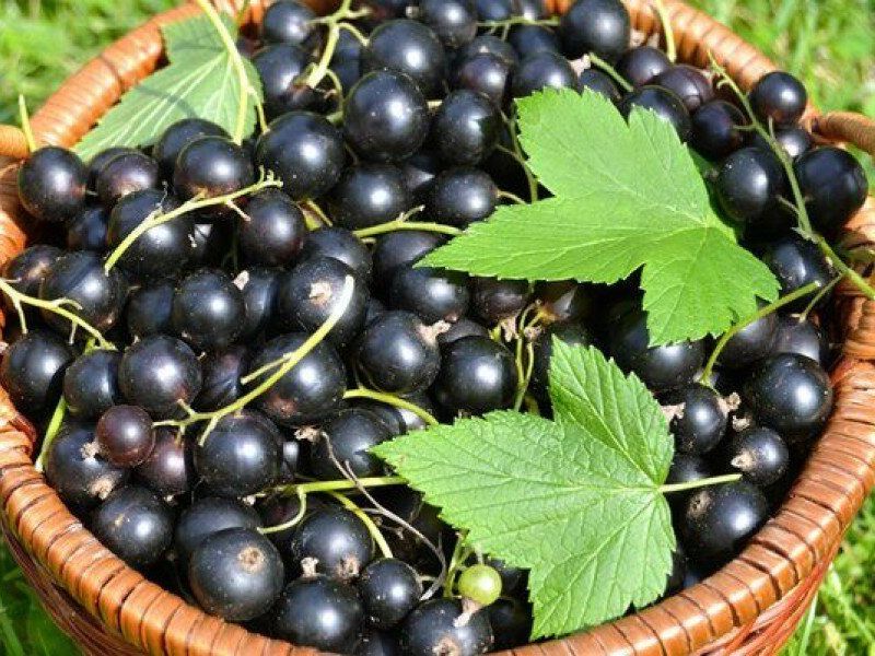 Смородина купить саженцы из питомника в Боровичах