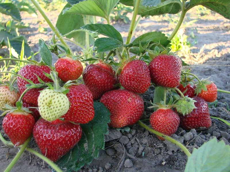 Клубника купить саженцы из питомника в Боровичах
