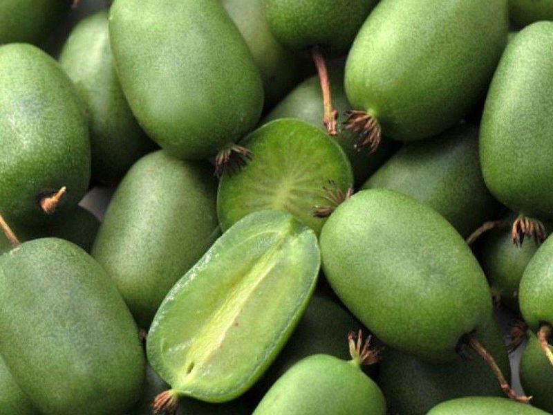 Актинидия купить саженцы из питомнике в Боровичах