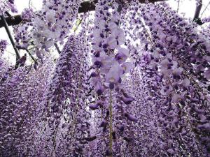 Глициния японская 'Multijuga'